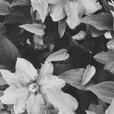 Black And White Floral Print Download