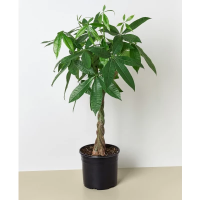 House Plant Shop Money Tree Guiana Chestnut Pachira Braid Live Plant, 10 Pot